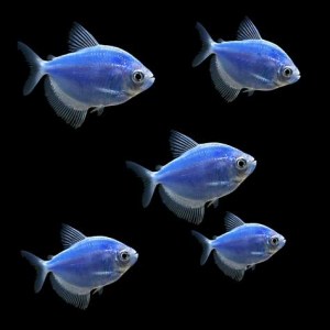 tetra-glofish-cosmic-blue