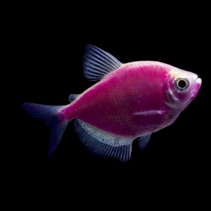 tetra-glofish-galactic-purple