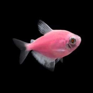 tetra-glofish-moonrise-pink3