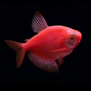 tetra-glofish-red